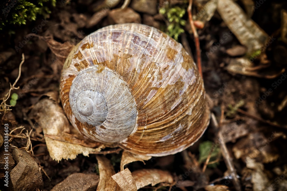 Empty Shell of the snail in the brown foliage Empty Shell of the snail in the brown foliage