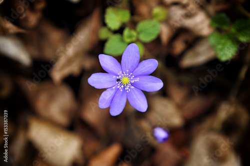 Single blue blossom with yellow center and small bug above blurred brown foliage