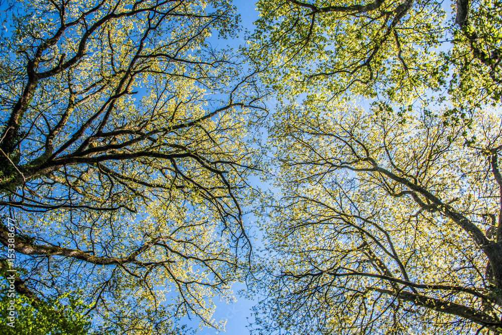 Obraz premium Arbres au printemps