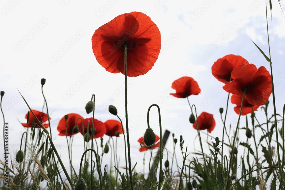 Obraz premium coquelicots