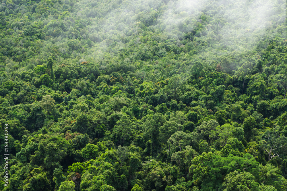 The mist on green forest background. The mist on green forest background.