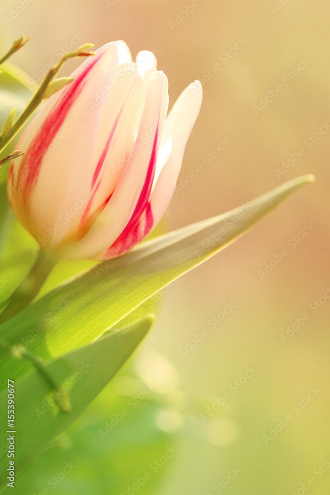 Striped tulip (white in pink stripes) on a blurry gently  background. Space for text.