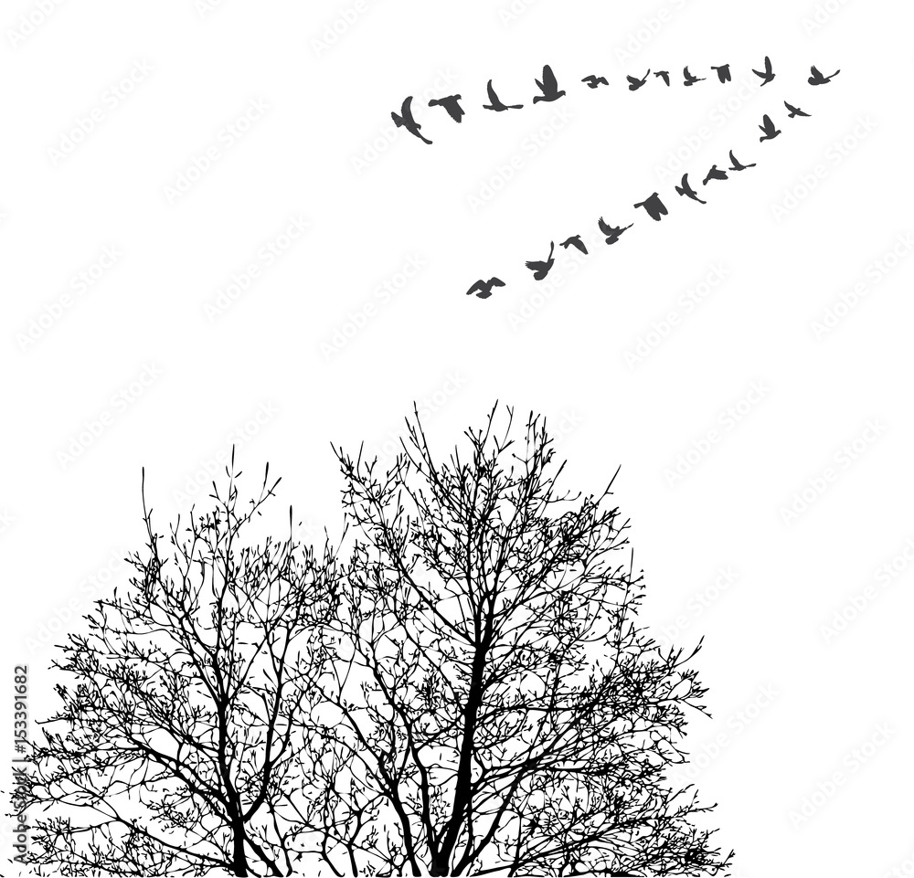 Silhouette flying birds on wood background 