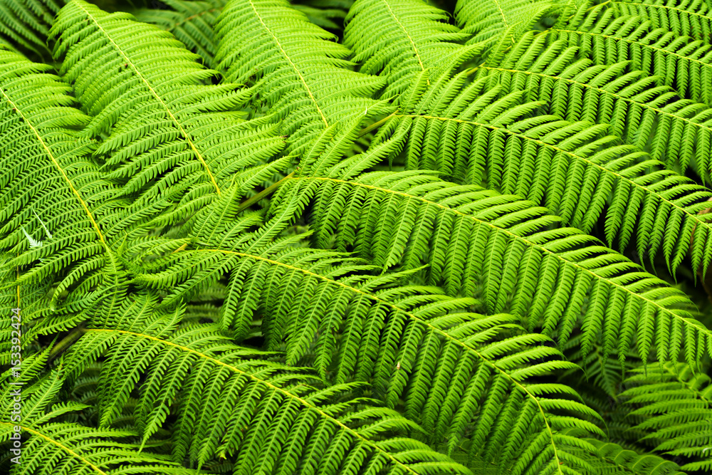 Cyathea Medullaris - Black Tree Fern Cyathea Medullaris - Black Tree Fern