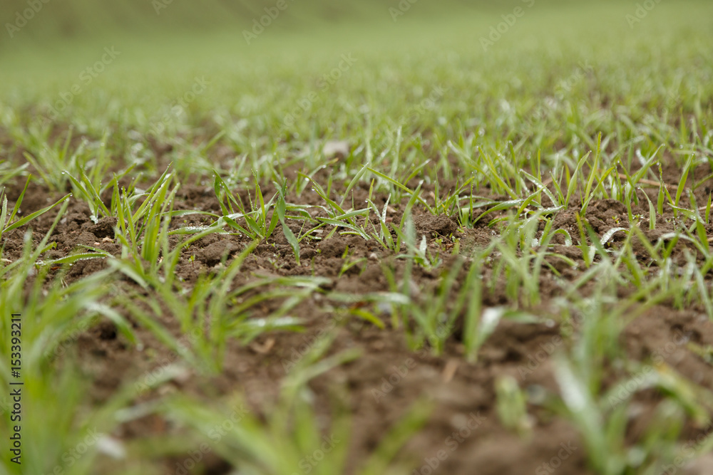 Closeup agriculture field