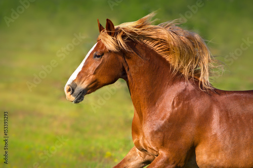 Beautiful red horse with long mane portrait in motion against green background