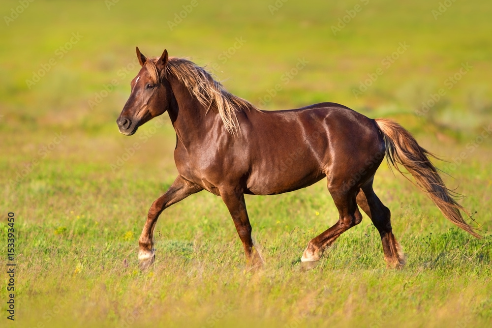 Red horse with blond long mane trotting in green spring field Red horse with blond long mane trotting in green spring field