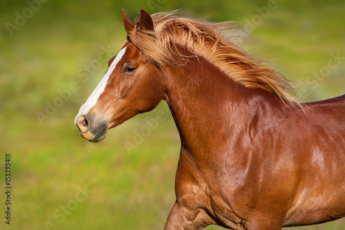 Beautiful red horse with long mane portrait in motion © callipso88