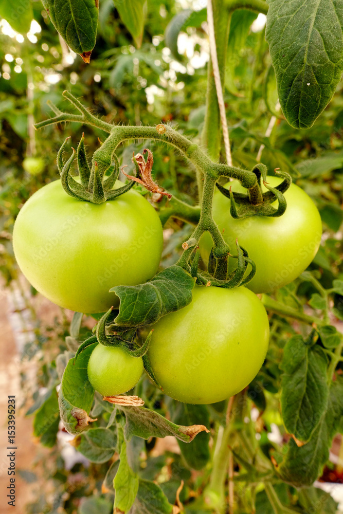 Unripe green tomatoes growing in garden