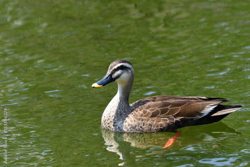 duck duck