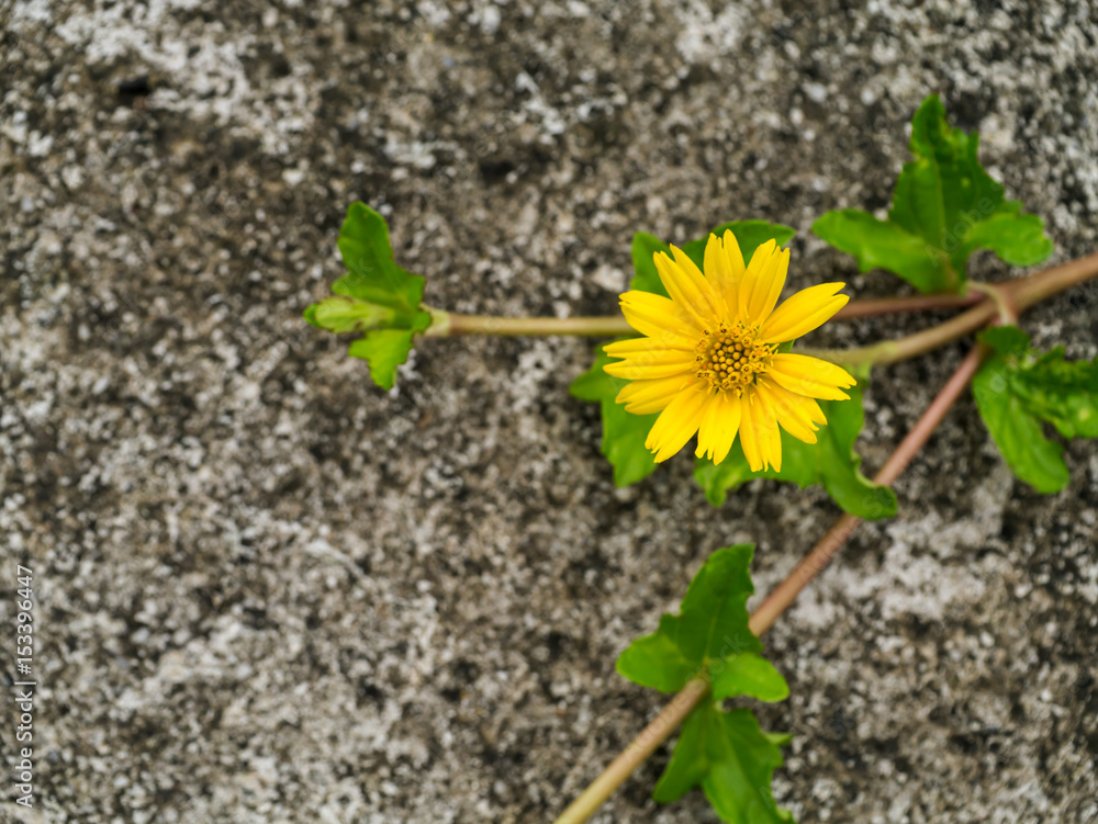 Creeping daisy, Singapore daisy, Trailing daisy Creeping daisy, Singapore daisy, Trailing daisy
