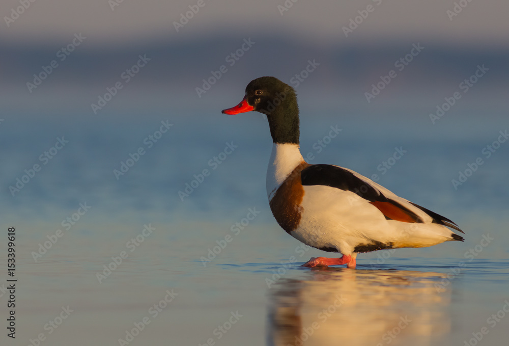 Common Shelduck - Tadorna tadorna Common Shelduck - Tadorna tadorna