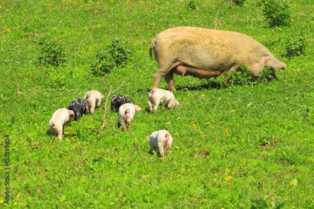 Obraz premium Piglets and sow