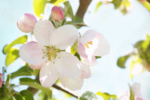 Tree branch with blooming flowers  closeup