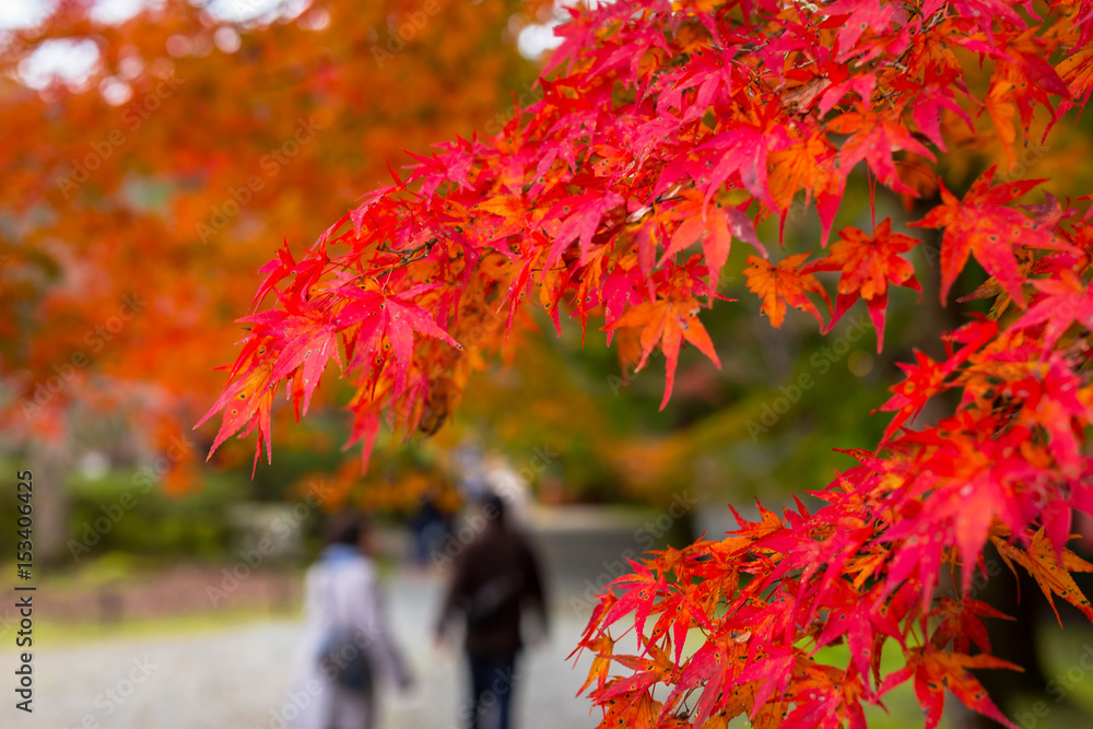 Beautiful autumnal alley in the park of Kyoto, Japan Beautiful autumnal alley in the park of Kyoto, Japan