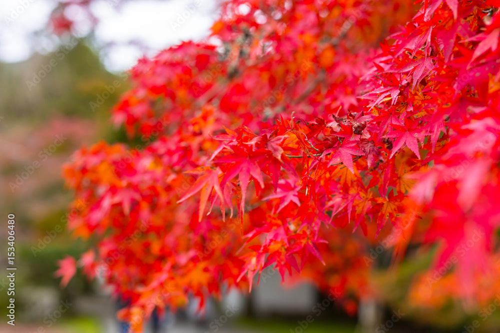 Beautiful autumnal alley in the park of Kyoto, Japan Beautiful autumnal alley in the park of Kyoto, Japan