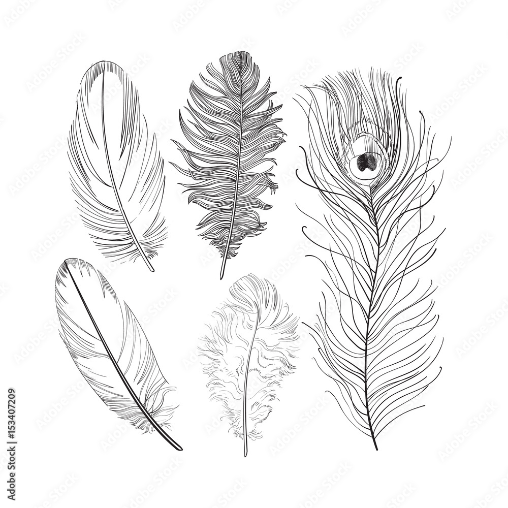 feathers sketch graphics interesting beautiful feather pencil drawing print  illustration set of feathers 1 Stock Illustration  Adobe Stock