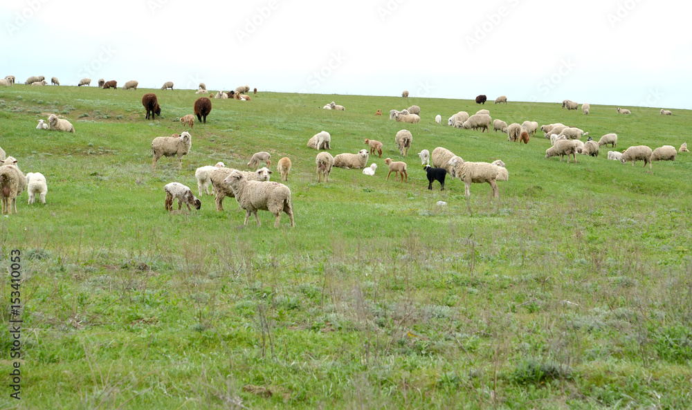 The herd of sheep is grazed in the spring steppe. Kalmykia
