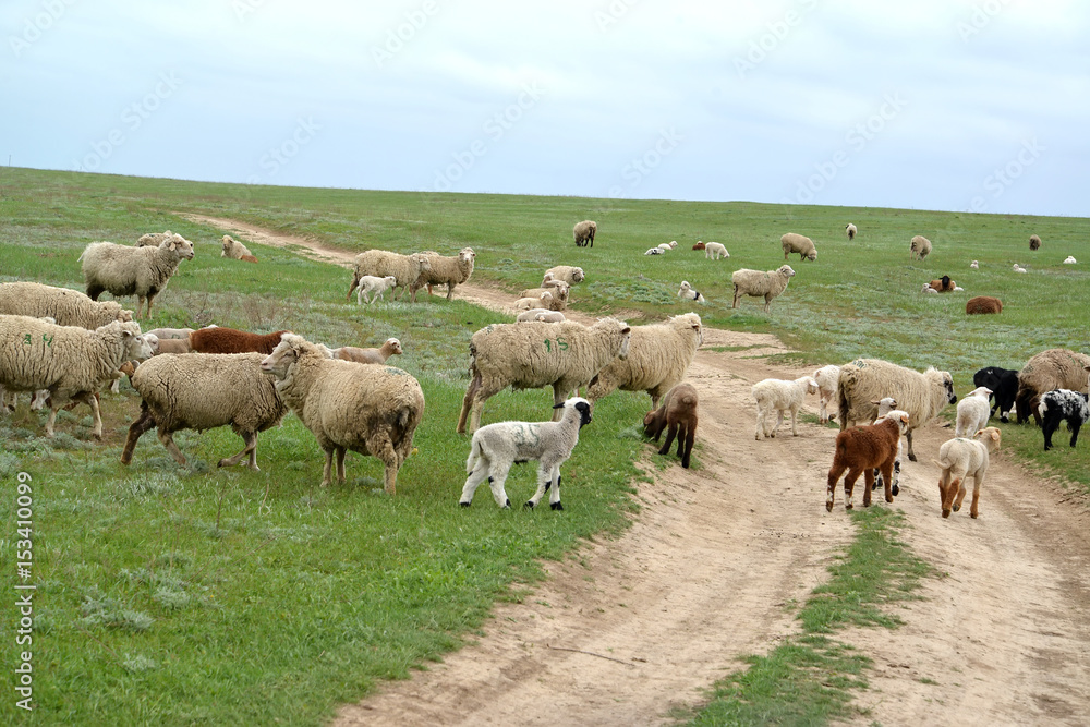 Sheep on the dirt road in the steppe. Kalmykia