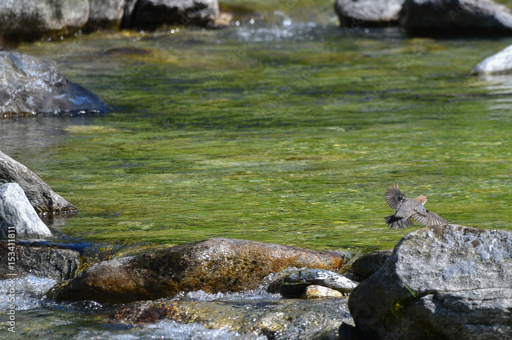 Obraz premium Merlo acquaiolo che vola sopra il fiume in primavera cercando cibo