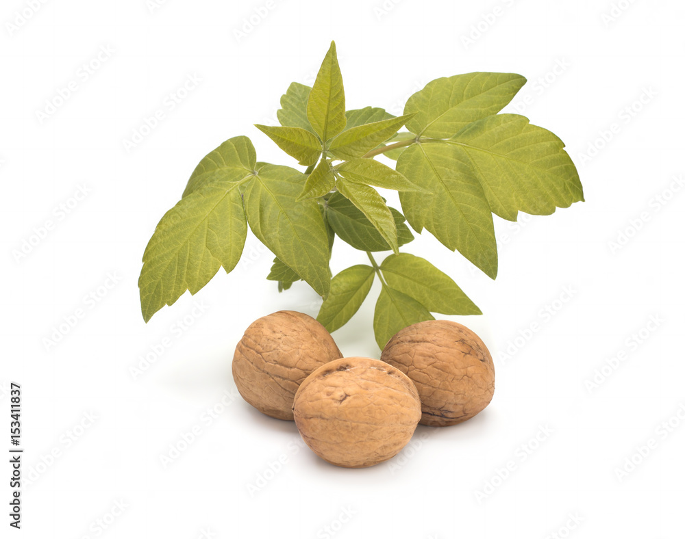 Walnuts in shell and green leaves on white background