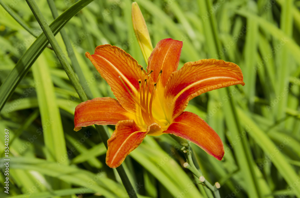 Flower garden lilies Flower garden lilies