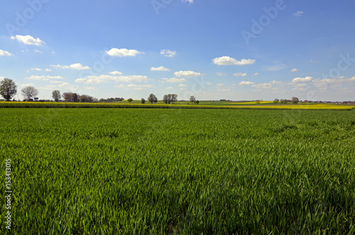 A rural landscape: a field of green cereal with yellow canola and trees in the distance and blue sky with little clouds on a sunny day