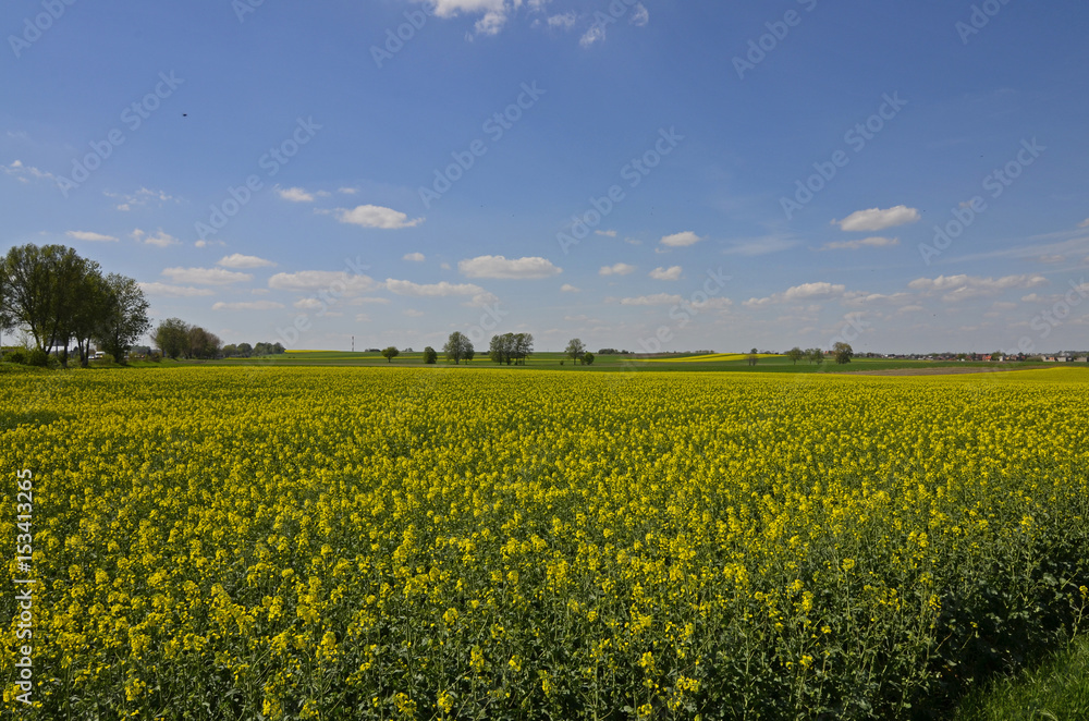 A rural landscape:  fields of yellow canola and growing cereal in the background