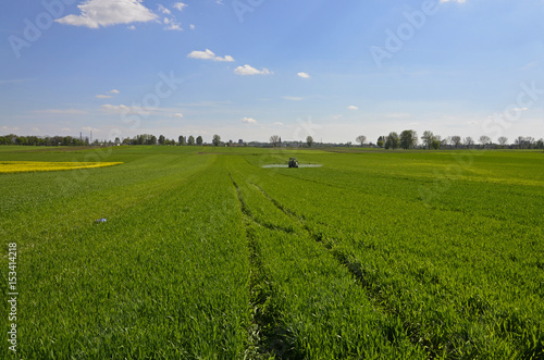 A rural landscape  a field of growing green wheat 