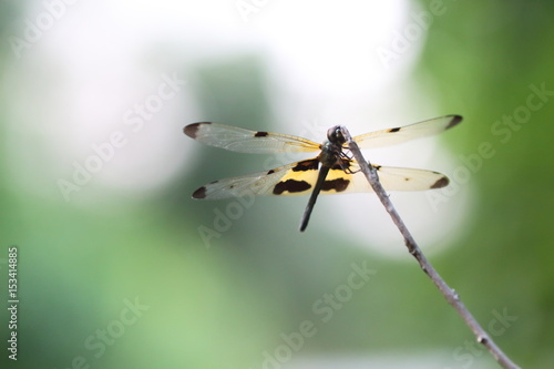 Black-winged dragonfly in yellow garden. © Vichit