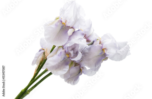 Fototapeta Naklejka Na Ścianę i Meble -  Blue iris isolated