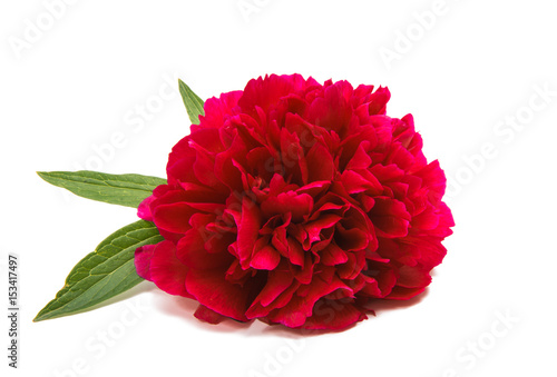 Red peony isolated