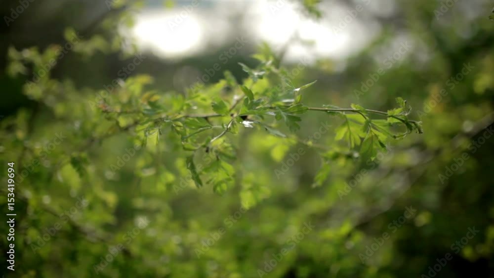 Bright glade with wild flowers, grass and dew Bright glade with wild flowers, grass and dew
