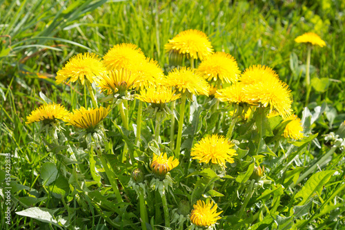 Fotografie, Obraz Bunch of sow-thistle at the summer meadow