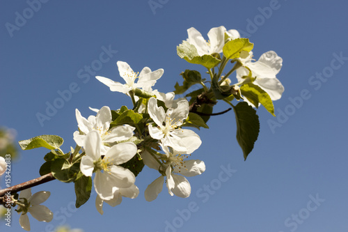 Flowers of the apple blossoms on a spring day closeup