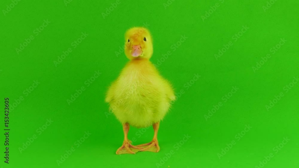 Small duck on a green screen Small duck on a green screen