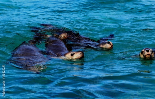 Lions de mer, Australie méridionale