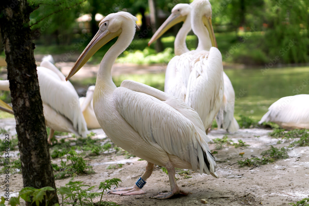 Group of white pelicans near the lake Group of white pelicans near the lake