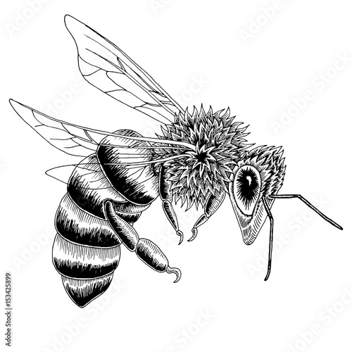 Hand drawn bee sketch in black and white vector illustration.