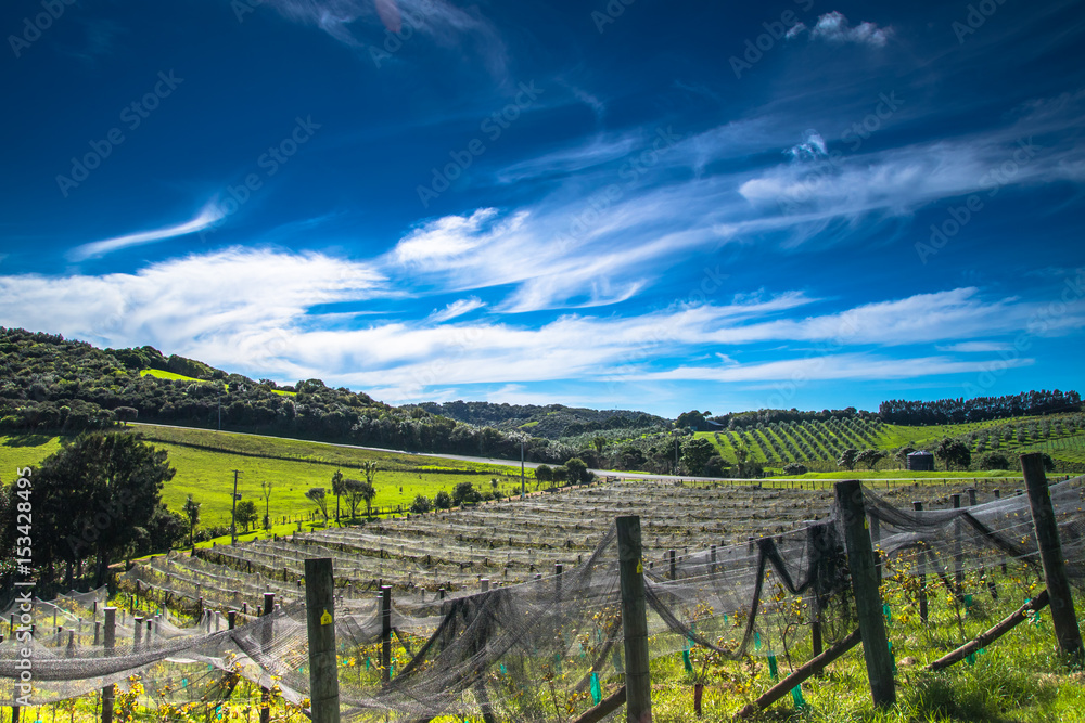 Cable Bay Vineyards, Waiheke Island,New Zealand