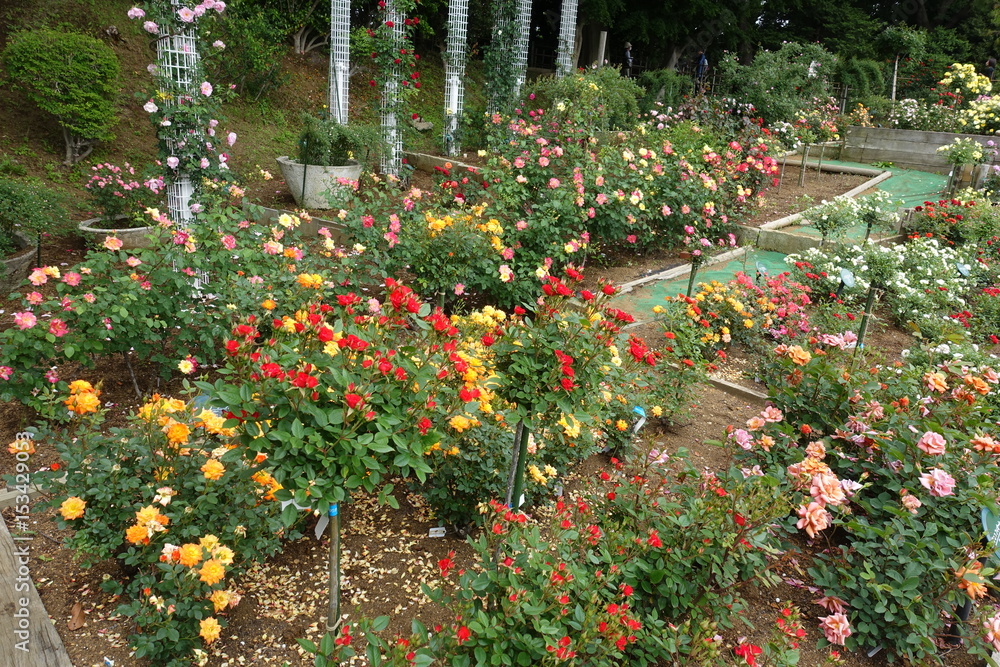 Obraz premium 五月のバラ