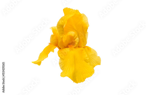 Fototapeta Naklejka Na Ścianę i Meble -  Yellow iris isolated