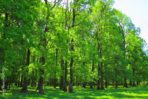 Green forest