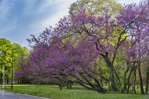 Beautifully blossomed in purple wood in a park