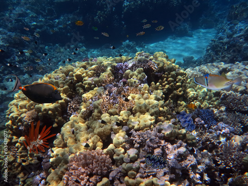 Fototapeta Naklejka Na Ścianę i Meble -  Coral Reef and Tropical Fish in the Red Sea