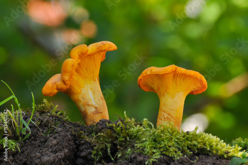 Collecting chanterelle mushroom in the forest. CANTHARELLUS CIBARIUS in moss with green background. Collecting mushrooms and preparing food. 