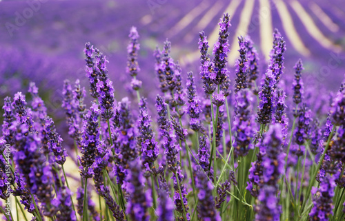 Very nice view of the lavender fields.Provence, Lavender field.Lavender flower field, image for natural background.