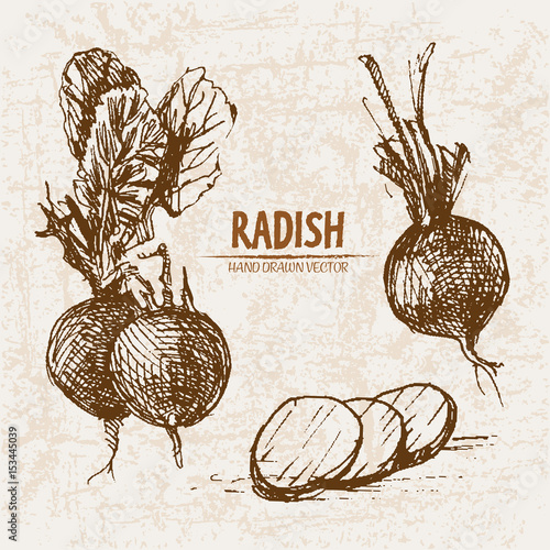 Digital vector detailed line art radish vegetable hand drawn retro illustration collection set. Thin artistic pencil outline. Vintage ink flat style, engraved simple doodle sketches. Isolated