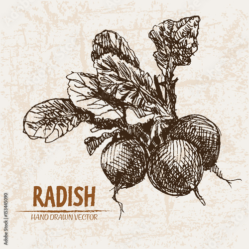 Digital vector detailed line art radish vegetable hand drawn retro illustration collection set. Thin artistic pencil outline. Vintage ink flat style, engraved simple doodle sketches. Isolated