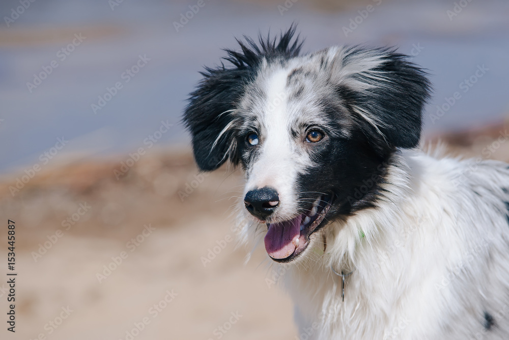 portrait adorable Cute Blue Merle Border Collie Puppy on the beach